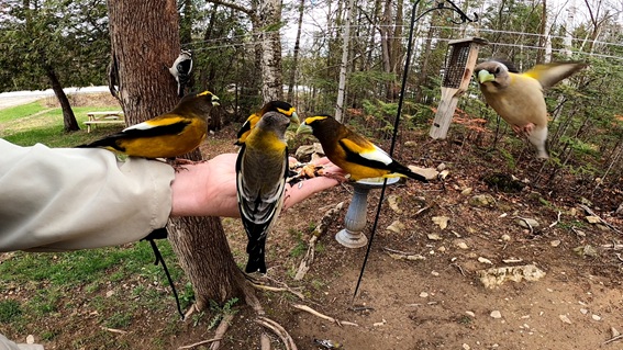 Ewan Dobson hand-feeding a wild songbird